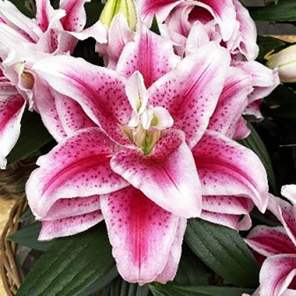  Лилия восточная Roselily Nowa (Розели Нова)