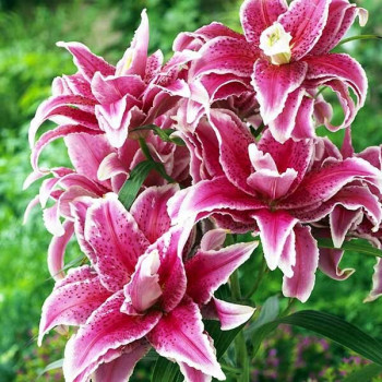  Лилия восточная Roselily Nowa (Розели Нова)