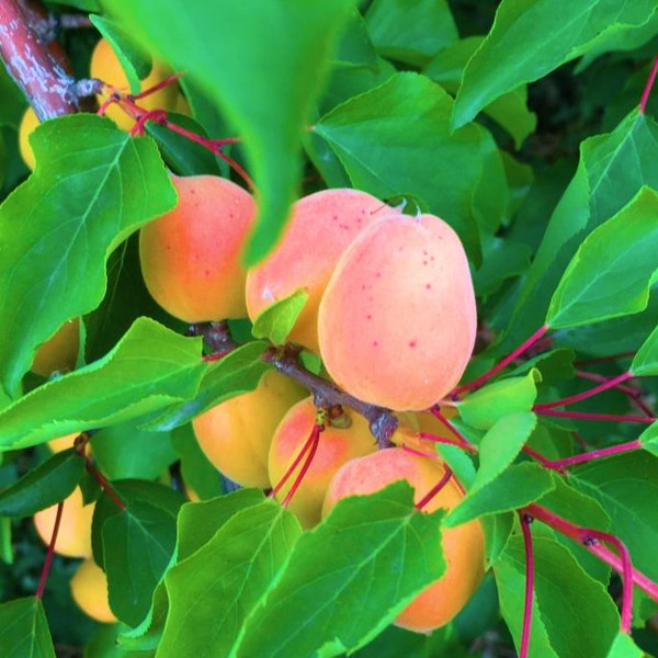 Саженцы Абрикос Медовый Месяц