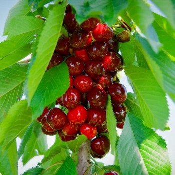 Саженцы Черешня колоновидная Хелена