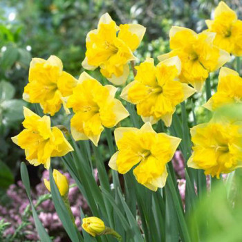 Нарцисс сплит-корона Шантерель (в упаковке - 3шт.)