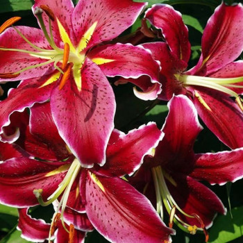  Лилия восточная Vangelis (Вангелис)