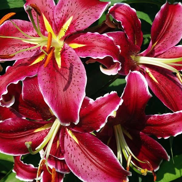  Лилия восточная Vangelis (Вангелис)