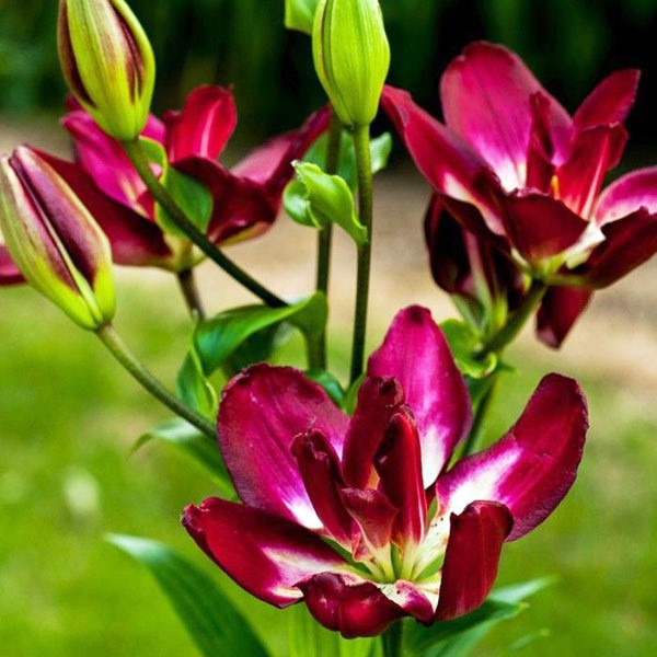  Лилия азиатская Double Sensation (Дабл Сенсейшен)