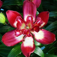  Лилия азиатская Double Sensation (Дабл Сенсейшен)