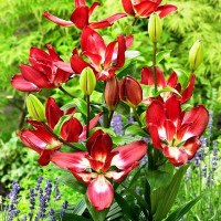 Лилия азиатская Double Sensation (Дабл Сенсейшен)