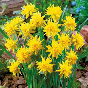 Нарцисс мини Рип Ван Винкл (в упаковке - 3шт.)