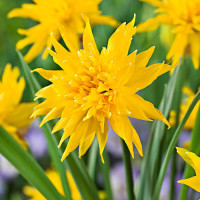 Нарцисс мини Рип Ван Винкл (в упаковке - 3шт.)