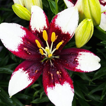  Лилия азиатская Tiny Padhye (Тайни Пэдхай)