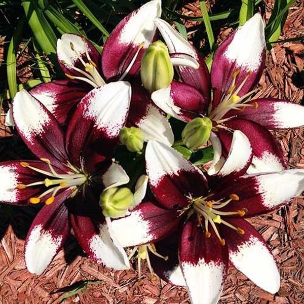  Лилия азиатская Tiny Padhye (Тайни Пэдхай)