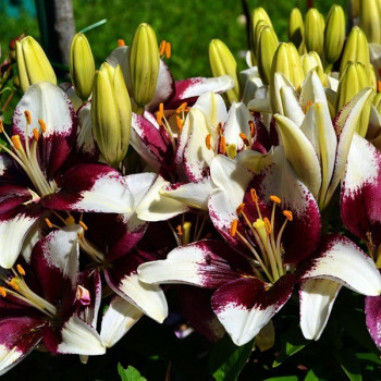  Лилия азиатская Tiny Padhye (Тайни Пэдхай)