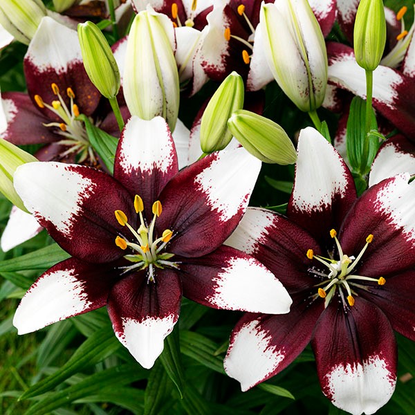  Лилия азиатская Tiny Padhye (Тайни Пэдхай)