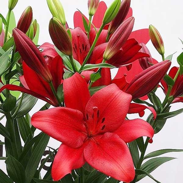  Лилия ЛА гибрид Аrmandale (Армандейл)