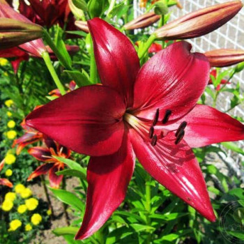  Лилия ЛА гибрид Аrmandale (Армандейл)