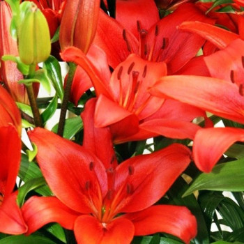  Лилия ЛА гибрид Аrmandale (Армандейл)