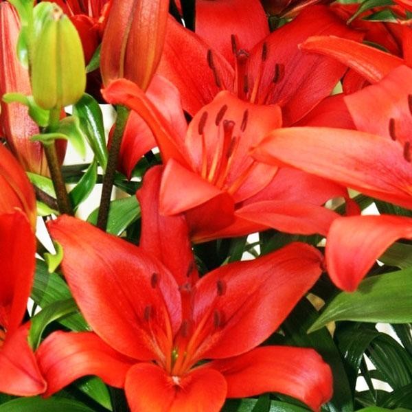  Лилия ЛА гибрид Аrmandale (Армандейл)