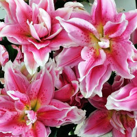  Лилия восточная Roselily Isabella (Розели Изабелла)