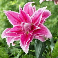  Лилия восточная Roselily Isabella (Розели Изабелла)