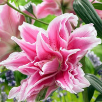  Лилия восточная Roselily Isabella (Розели Изабелла)