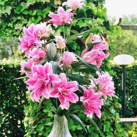  Лилия восточная Roselily Isabella (Розели Изабелла)