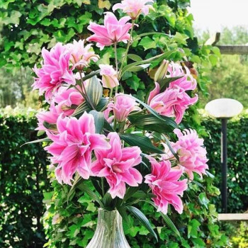  Лилия восточная Roselily Isabella (Розели Изабелла)