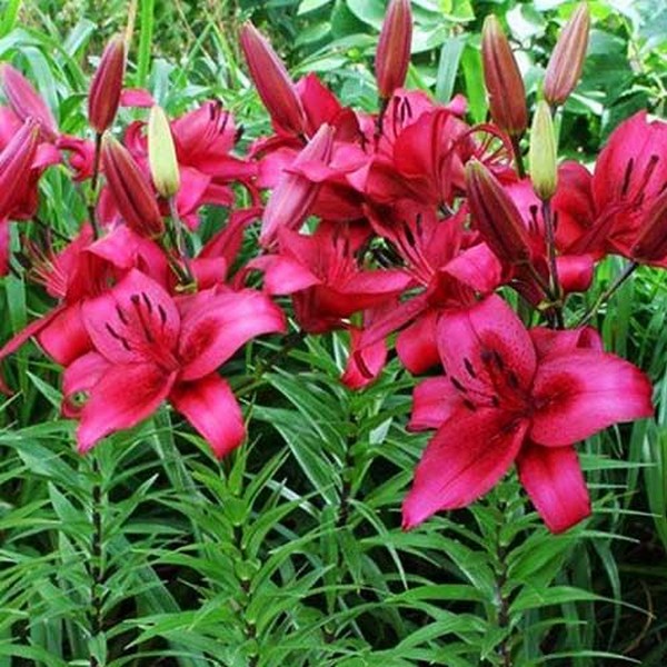  Лилия АОА гибрид November Rain (Новембер Рейн)