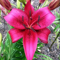  Лилия АОА гибрид November Rain (Новембер Рейн)