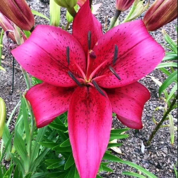  Лилия АОА гибрид November Rain (Новембер Рейн)