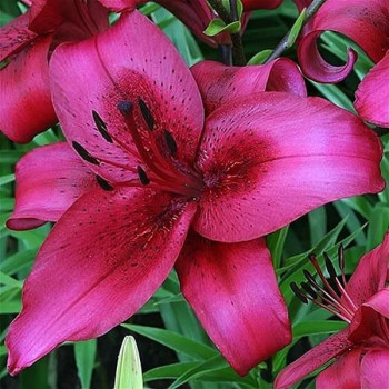  Лилия АОА гибрид November Rain (Новембер Рейн)