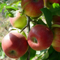 Саженцы Яблоня Уэлси
