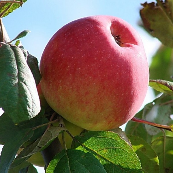 Саженцы Яблоня Уэлси