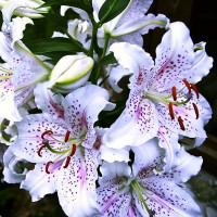  Лилия восточная Extravaganze (Экстраваганца)