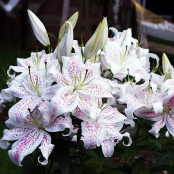  Лилия восточная Extravaganze (Экстраваганца)