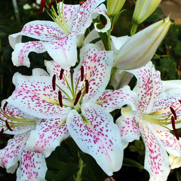  Лилия восточная Extravaganze (Экстраваганца)