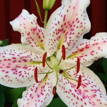  Лилия восточная Extravaganze (Экстраваганца)