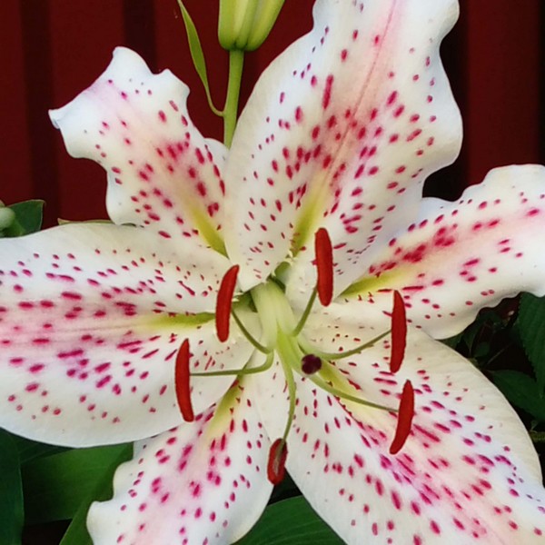  Лилия восточная Extravaganze (Экстраваганца)