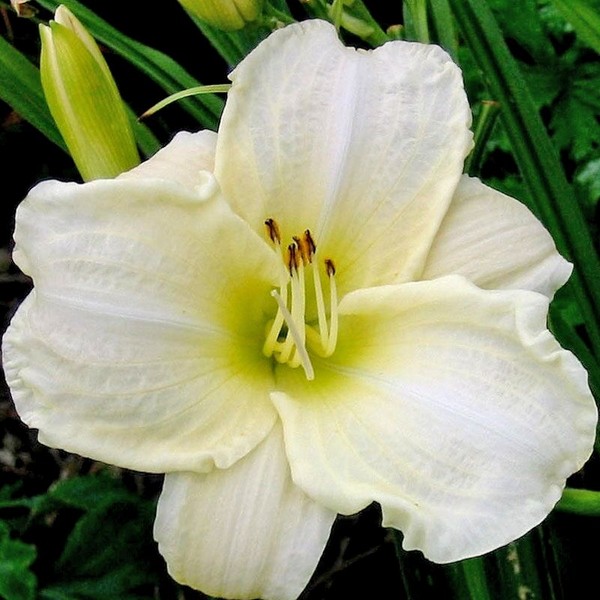 Саженцы Лилейник White Temptation (Уайт Темптейшн)