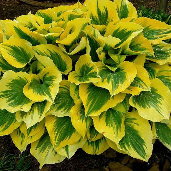 Саженцы Хоста МИКС