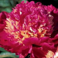 Саженцы Пион Tom Cat (Том Кэт)