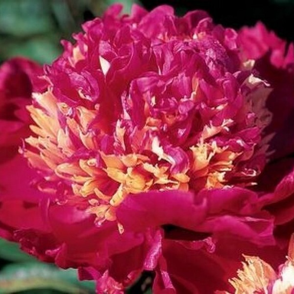 Саженцы Пион Tom Cat (Том Кэт)