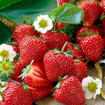 Клубника  Майя, 5шт.