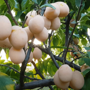 Саженцы Слива Золотая Капля