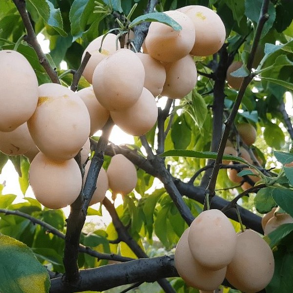 Саженцы Слива Золотая Капля