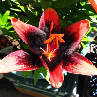  Лилия азиатская Tinу Shadow (Тайни Шэдоу)