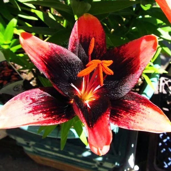  Лилия азиатская Tinу Shadow (Тайни Шэдоу)