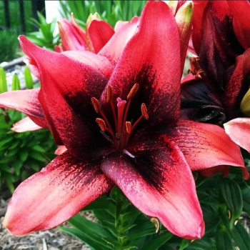  Лилия азиатская Tinу Shadow (Тайни Шэдоу)