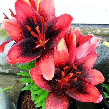  Лилия азиатская Tinу Shadow (Тайни Шэдоу)