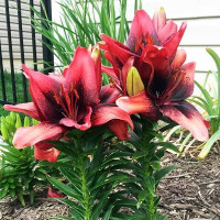  Лилия азиатская Tinу Shadow (Тайни Шэдоу)