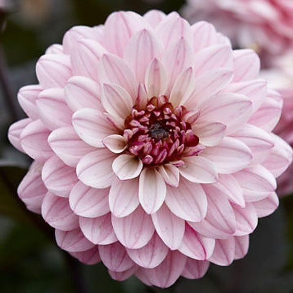 Саженцы Георгина мелоди Harmony