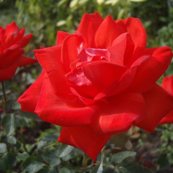 Саженцы Роза чайно-гибридная Лидка